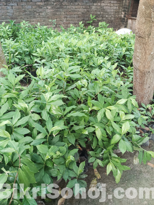 ইনসুলিন প্ল্যান্ট